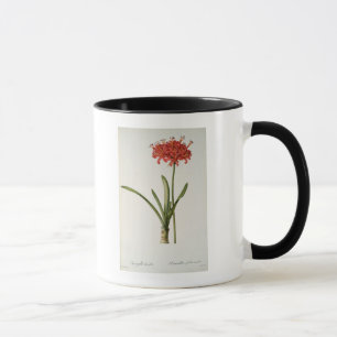 Caneca Amaryllis Curvifolia, 1809, do ` Les