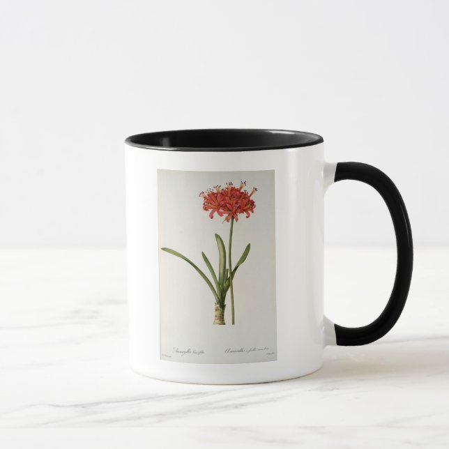 Caneca Amaryllis Curvifolia, 1809, do ` Les (Direita)