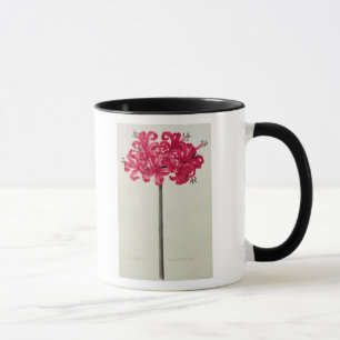 Caneca Amaryllis Sarniensis, ou narciso