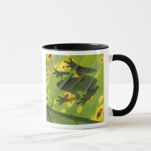 Caneca AMÉRICA CENTRAL, Costa Rica, Sapo iluminado por tr