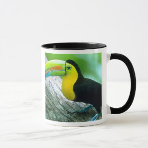 Caneca AMÉRICA CENTRAL, Panamá, Ilha Borro Colorado 2