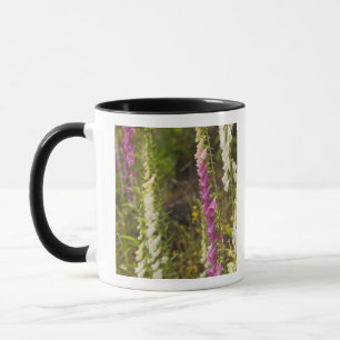 Caneca América do Norte, Canadá, Ilhas Queen Charlotte, 2