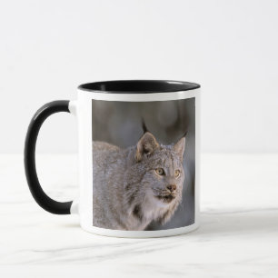 Caneca América do Norte, EUA, Alasca, Haines. Lince (Feli