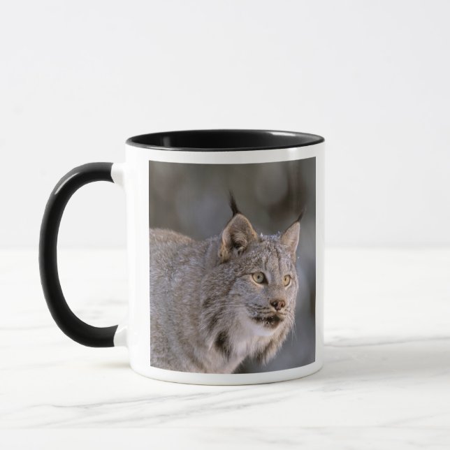 Caneca América do Norte, EUA, Alasca, Haines. Lynx (Felis (Esquerda)