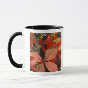 Caneca América do Norte, EUA, Alasca, Parque Nacional Den