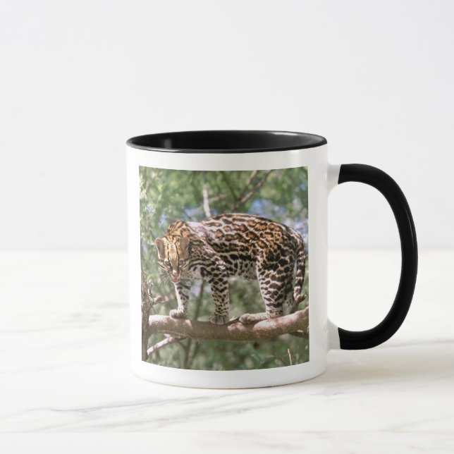 Caneca América do Sul, Equador, Amazônia. Ocelot (Direita)