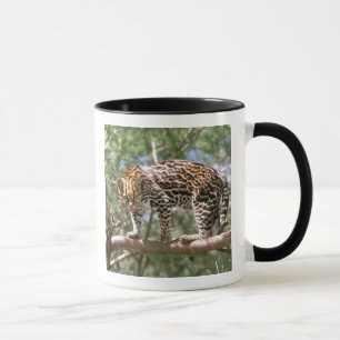 Caneca América do Sul, Equador, Amazônia. Ocelote