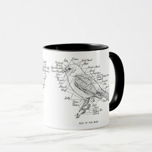 Caneca anatomia das aves