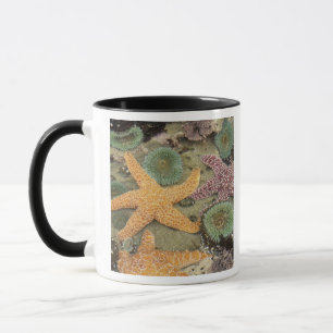 Caneca Anêmonas verdes gigantes e estrelas-do-mar ocres