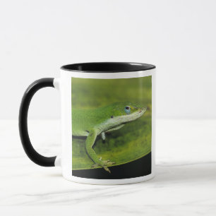 Caneca Anole Verde, Anolis carolinensis, adulto na palma