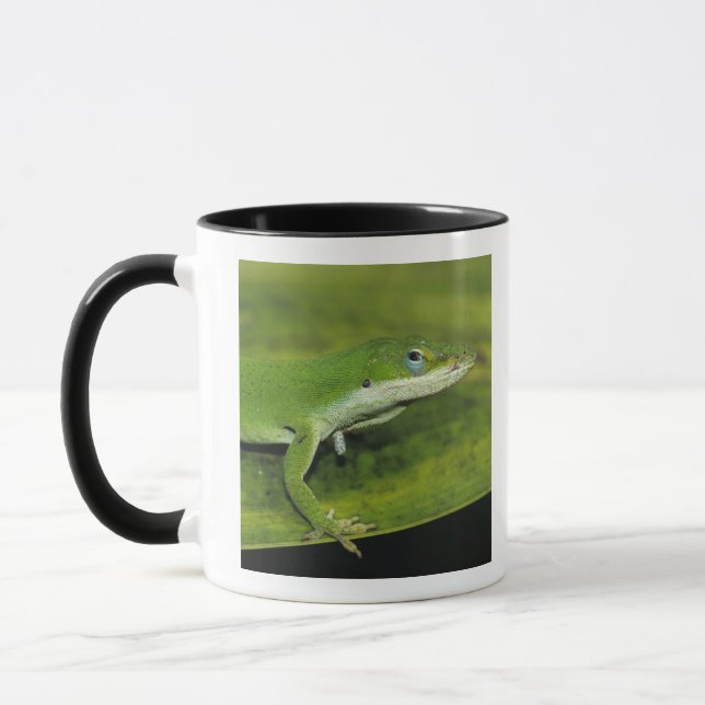 Caneca Anole Verde, Anolis carolinensis, adulto na palma (Esquerda)