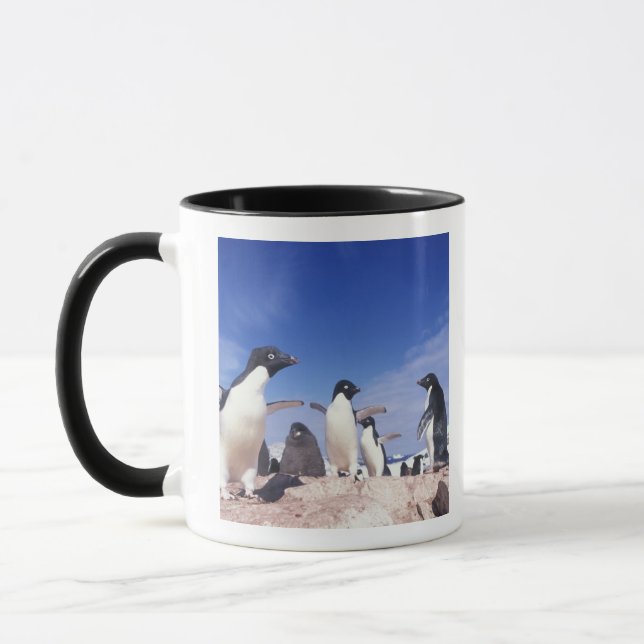 Caneca Antártica, Adelie Penguin Pygoscelis (Esquerda)