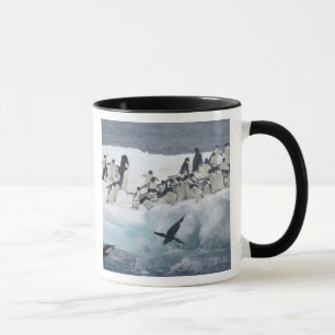 Caneca Antártida, Ilha Paulet. Pinguins Adelie