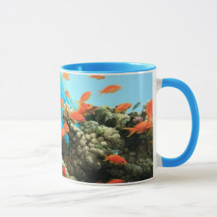 Caneca Anthias de Lyretail no recife de corais