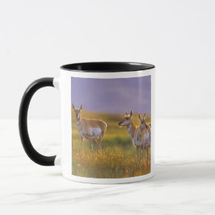 Caneca Antílope americano em Montana
