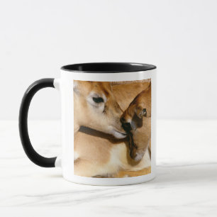 Caneca Antílope e jovem corça africanos