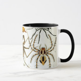 Caneca Aranhas Vintage ou Aracnídeos por Ernst Haeckel