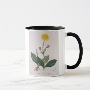 Caneca Arnica Montana de "Phytographie Medicale" por Jos