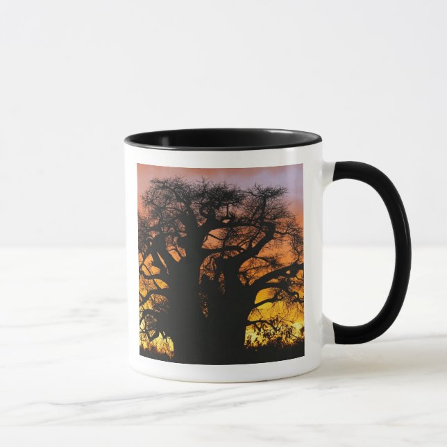 Caneca Árvore baobá africana, Adansonia digitata, (Direita)