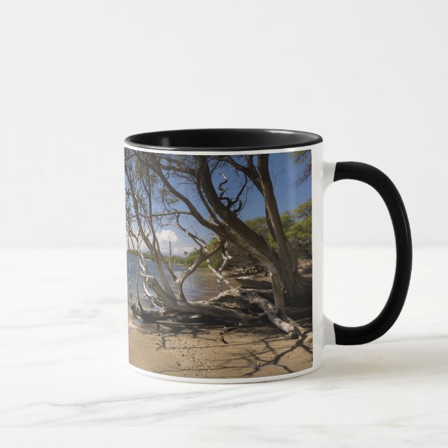 Caneca Árvore em uma praia ao longo do litoral (Direita)