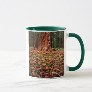 Caneca Árvore Ponderosa madura com pinhas