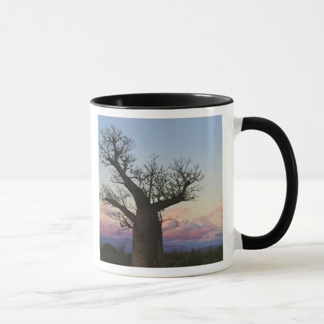 Caneca Árvores Baobá, Berenty, Toliara, Madagascar (Direita)