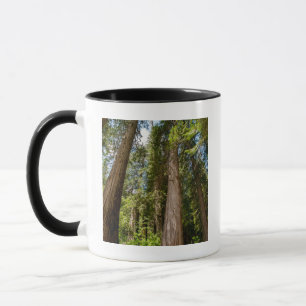 Caneca Árvores de Cedro Vermelho Ocidental