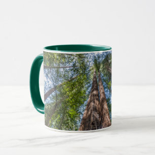 Caneca Árvores Redwood Condado de Marin, Califórnia