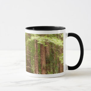 Caneca Árvores Redwood no Monumento Nacional Muir Woods