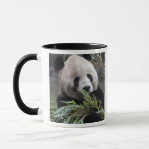 Caneca Ásia, China Chongqing. Panda Gigante