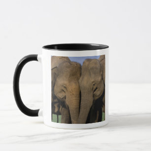 Caneca Ásia, Índia, Parque Nacional Nargahole. Indiano