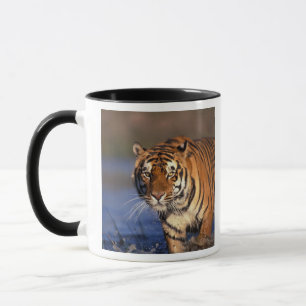 Caneca ÁSIA, Índia, Tigre-de-bengala (Panthera tigris)