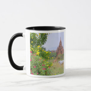 Caneca Ásia, Mianmar (Birmânia), Bagan (Pagan). Vacas