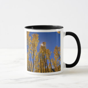 Caneca Aspen cresce no outono na área de San Juan