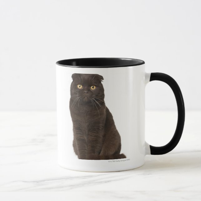 Caneca Assento da dobra do Scottish (18 meses velho) (Direita)