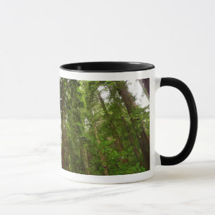 Caneca Até Redwoods I em Muir Woods National Monument