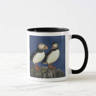 Caneca Atlantic Puffin, Fratercula arctica), em