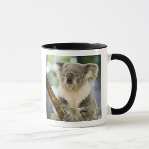 Caneca Austrália, Queensland, Brisbane, Fig Tree