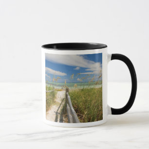 Caneca Aveia do mar Uniola paniculata) crescendo pela pra