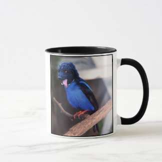 Caneca azul do boodle