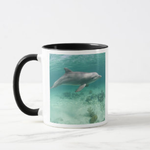 Caneca Bahamas, ilha de Bahama grande, porto franco,