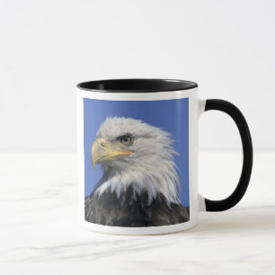 Caneca Bald Eagle (Haliaeetus leucocephalus), selvagem,