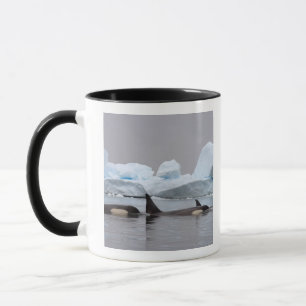 Caneca baleias assassinas (orcás), Orcinus orca, cardume