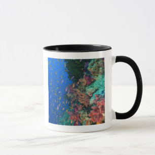 Caneca Bassetes-Fadas Escolares (Pseudanthias