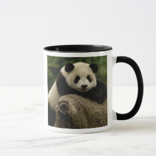 Caneca Bebê de panda gigante (Ailuropoda melanoleuca)