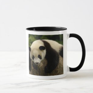 Caneca bebê de panda gigante (Ailuropoda melanoleuca)