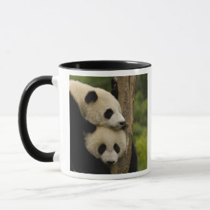 Caneca bebês de panda gigante Ailuropoda melanoleuca)