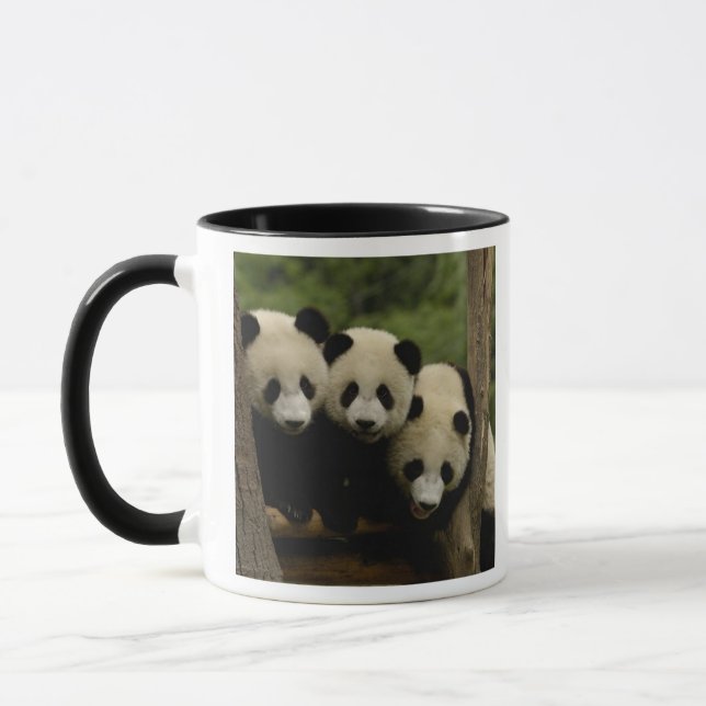 Caneca bebês de panda gigante (Ailuropoda melanoleuca) (Esquerda)