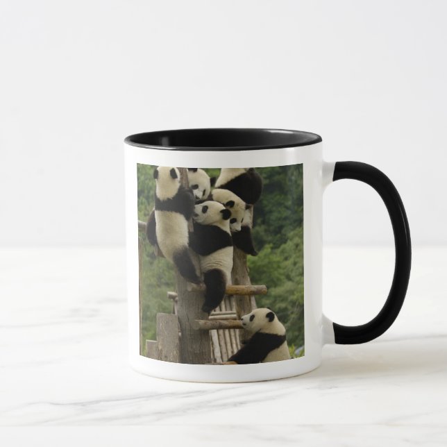 Caneca bebês de panda gigante (Ailuropoda melanoleuca) (Direita)