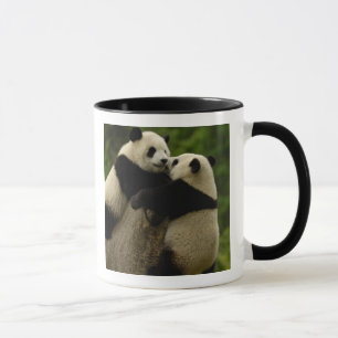 Caneca bebês de panda gigante (Ailuropoda melanoleuca)